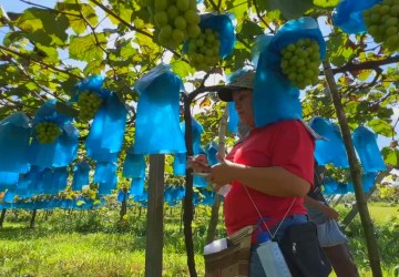 Produtores colhem safra de uva gourmet graúda e doce em Pilar do Sul