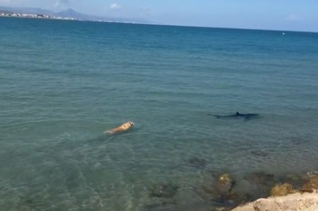 VÍDEO: Cachorro pula no mar e morde cauda de tubarão na Espanha