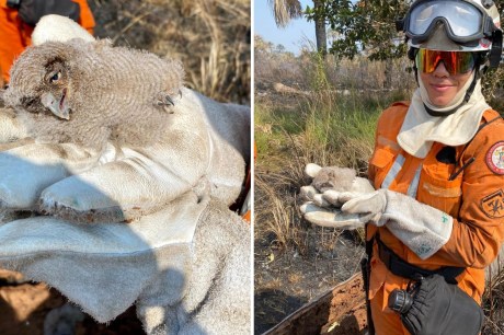 Filhotes de coruja são resgatados em tronco queimado em São Desidério