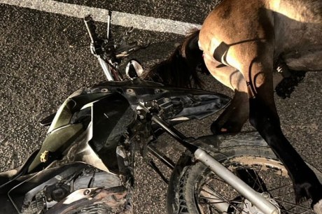 Tragédia na Estrada: Motociclista morre em colisão com animal em Muquém do São Francisco.