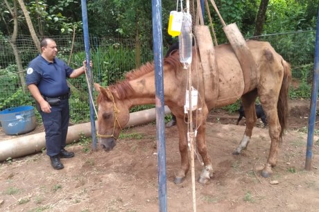 Guarda resgata cavalo abandonado e ferido em área rural de Piracicaba