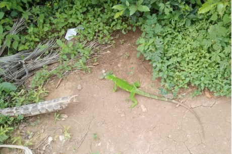 Equipe de Bombeiros resgata iguana em residência no centro de Barreiras