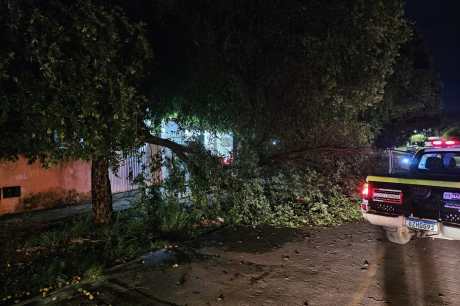 Barreiras: Cootrans e Guarda Civil Municipal atuam na remoção de árvores caídas